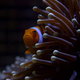 Illustration for article titled BBCs new emGreat Barrier Reef/em documentary serves up some serious eye candy